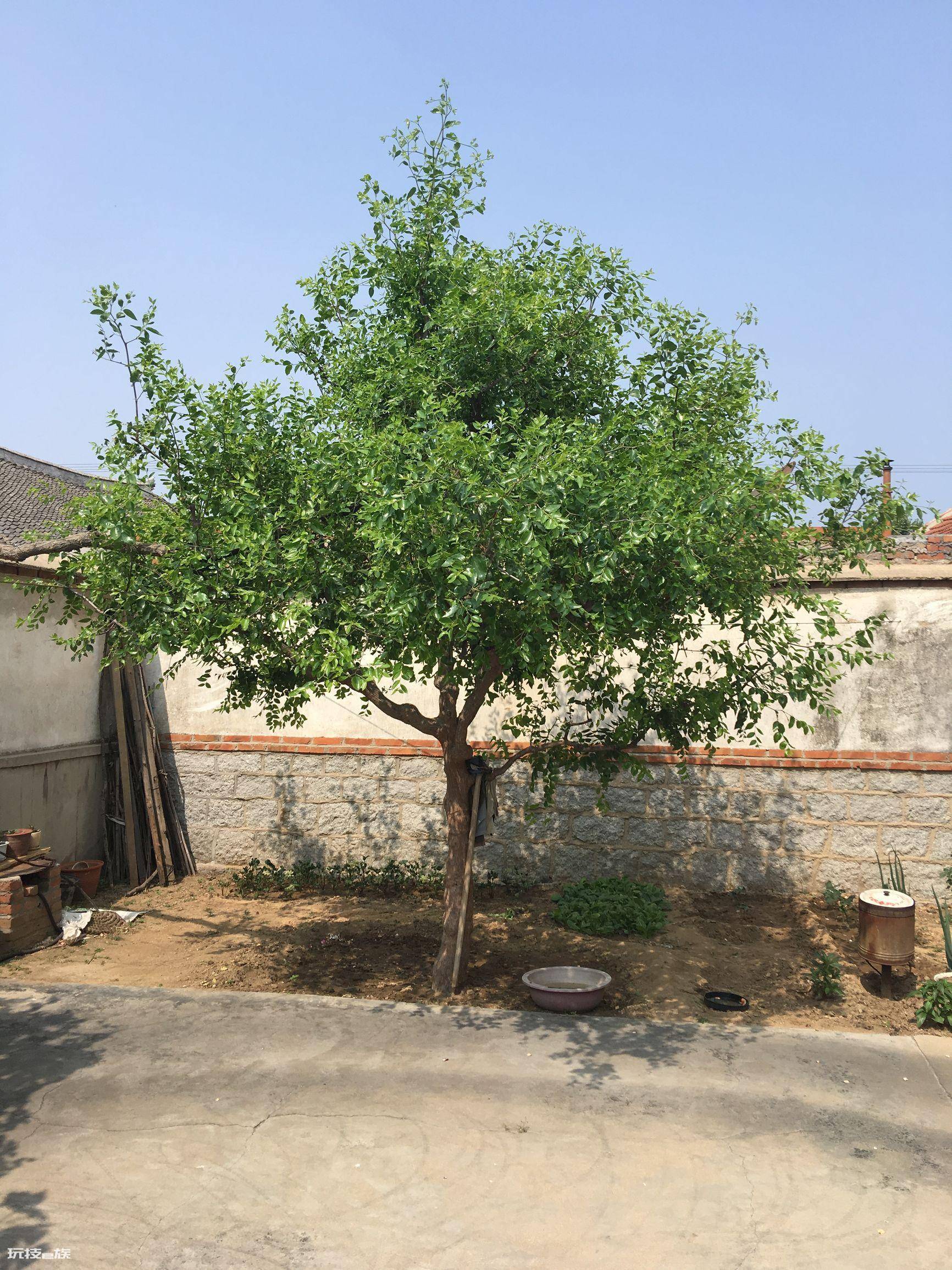 院子里种什么树好(根据风水学院子里种5种树,好吃好兆头)-图片4
